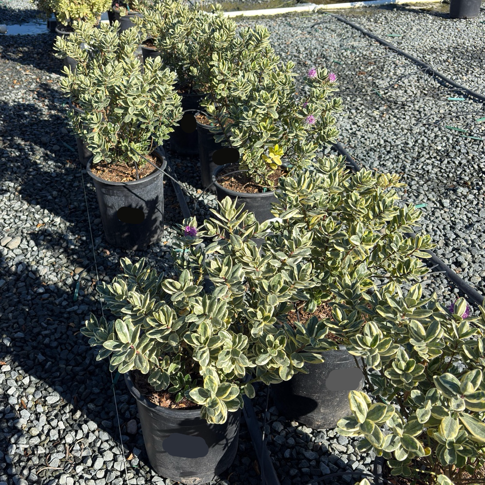 Variegata Hebe