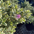 Variegata Hebe