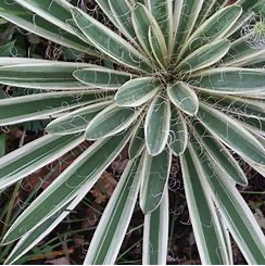 Variegated Adam's Needle