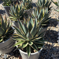 Variegated Blue Glow Agave