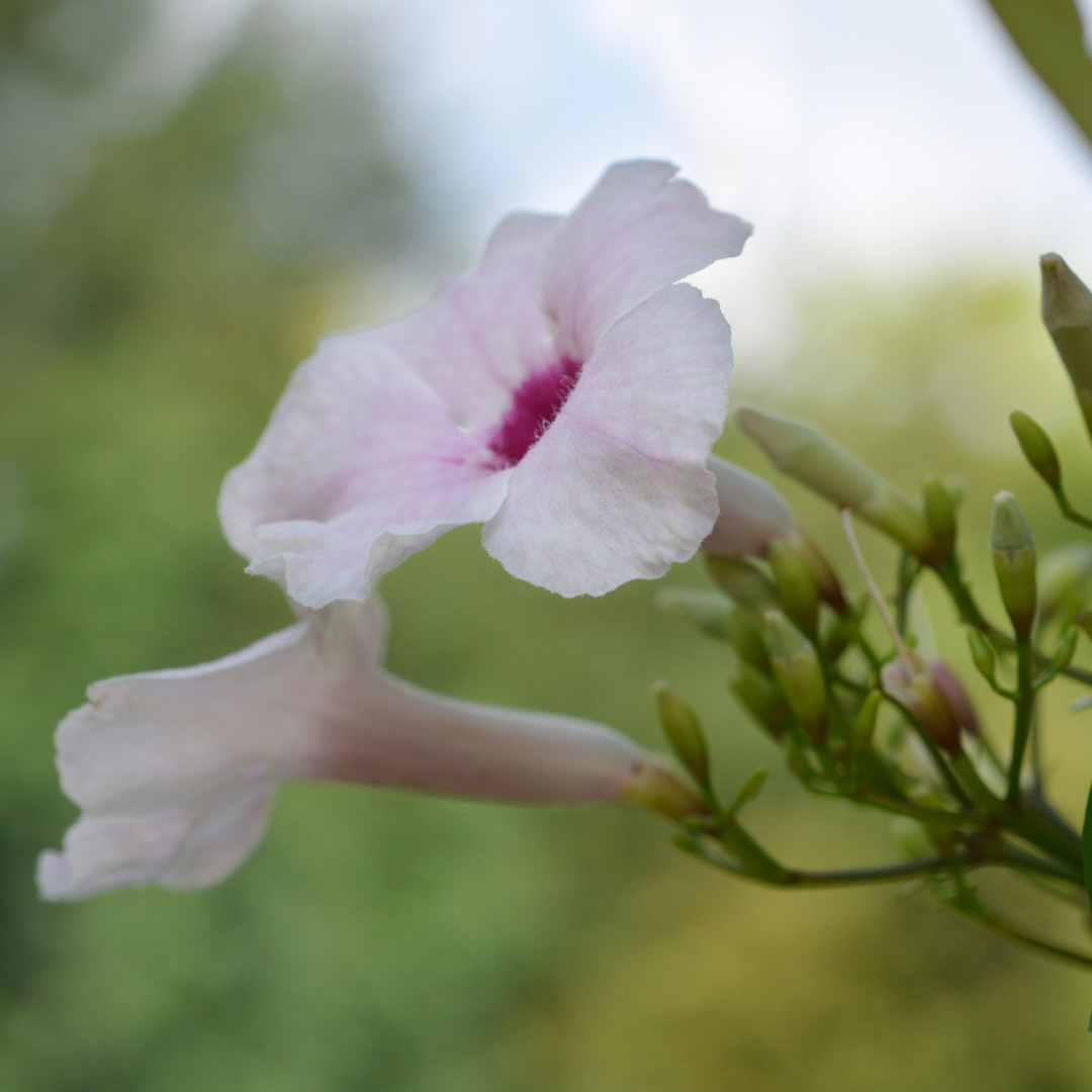 Close-up of a pink flower Variegated Bower Vine with a blurred green background