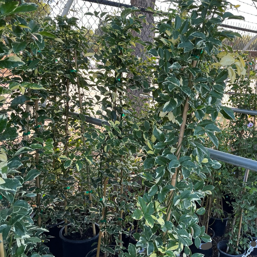 Variegated green and white leaves on Variegated Bower Vine of a bush in a garden setting