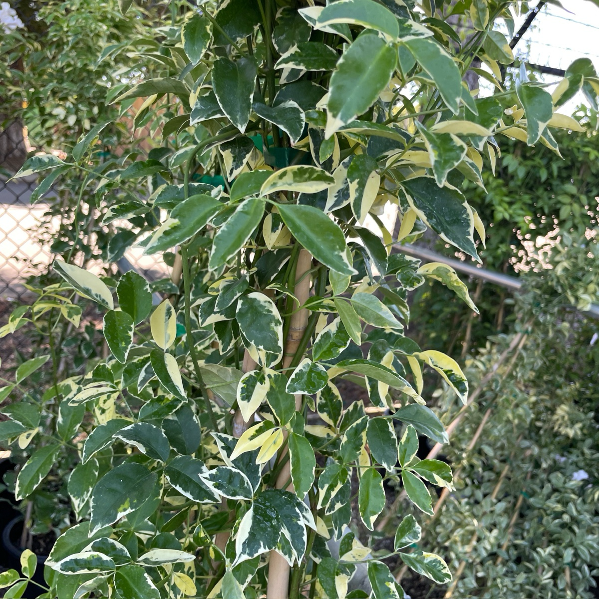 Variegated green and white leaves of a Variegated Bower Vine with a blurred background