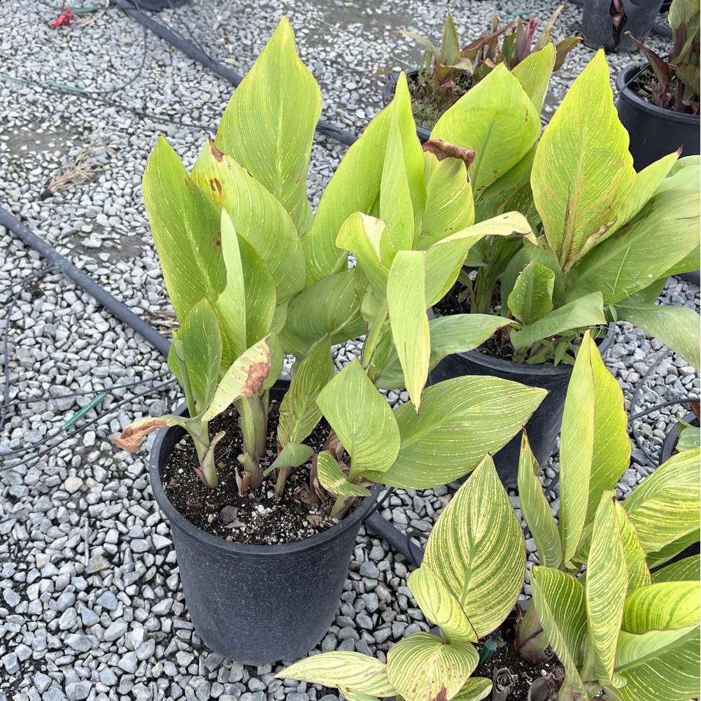 Variegated Canna Lily