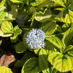 Variegated Carmel Creeper California Lilac