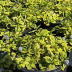 Variegated Carmel Creeper California Lilac
