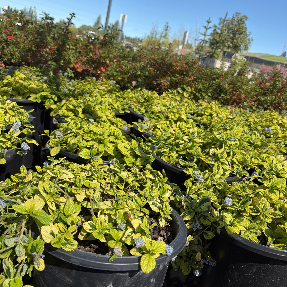 succulents carmel ca Variegated Carmel Creeper