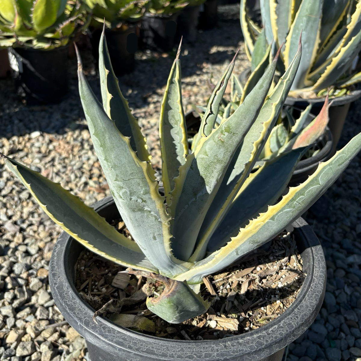Variegated Century Plant | Striking Yellow-Edged Agave – Victory