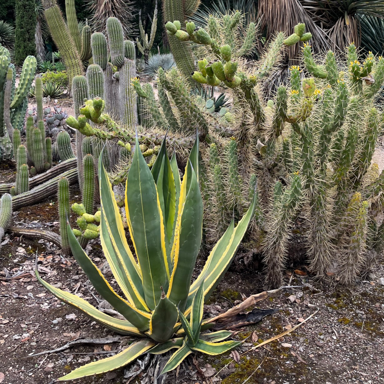 Variegated Century Plant