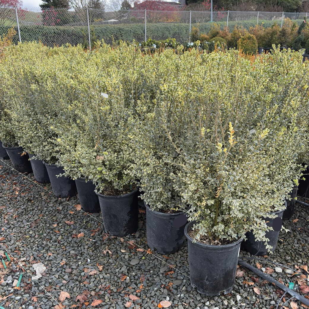 Variegated Common Boxwood