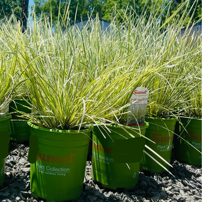 Variegated Dwarf Mat Rush