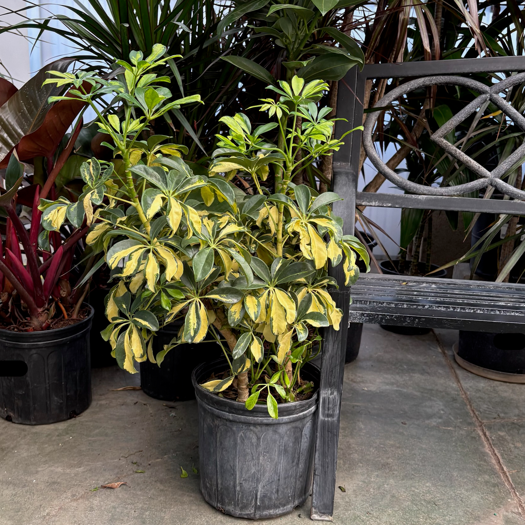 Variegated Dwarf Umbrella Plant