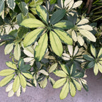 Variegated Dwarf Umbrella Plant