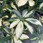 Variegated Dwarf Umbrella Plant