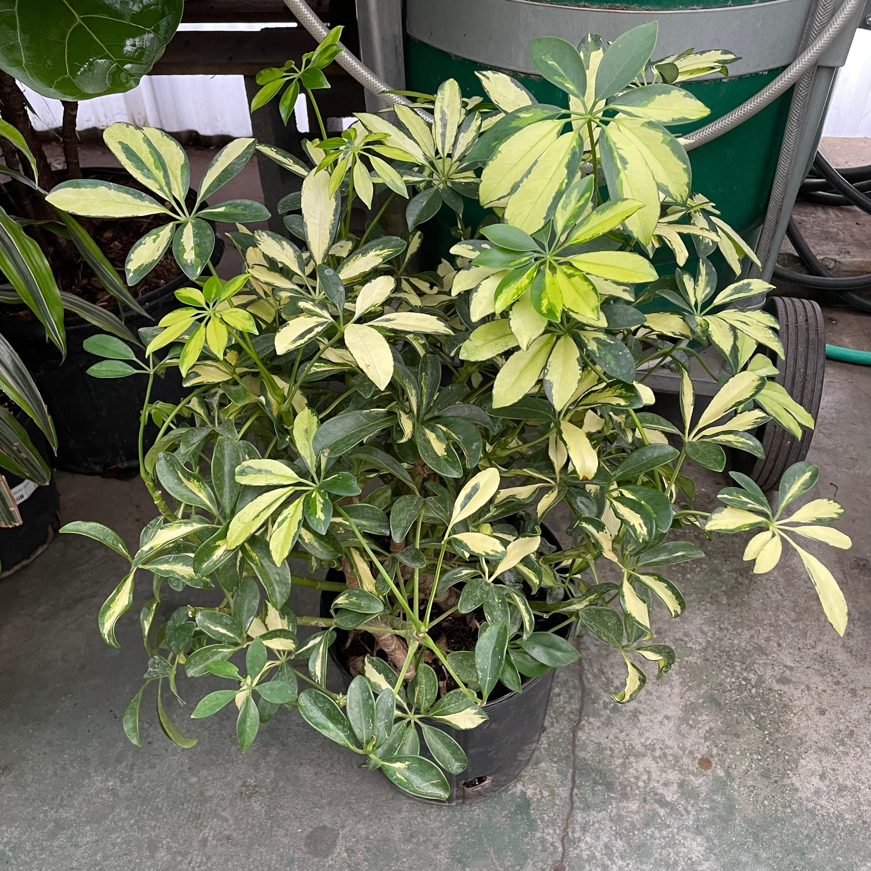 japanese blueberry variegated schefflera arboricola Variegated Dwarf Umbrella Plant