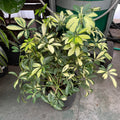 Variegated Dwarf Umbrella Plant