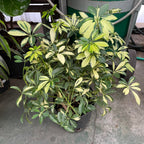 Variegated Dwarf Umbrella Plant