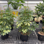 Variegated Dwarf Umbrella Plant
