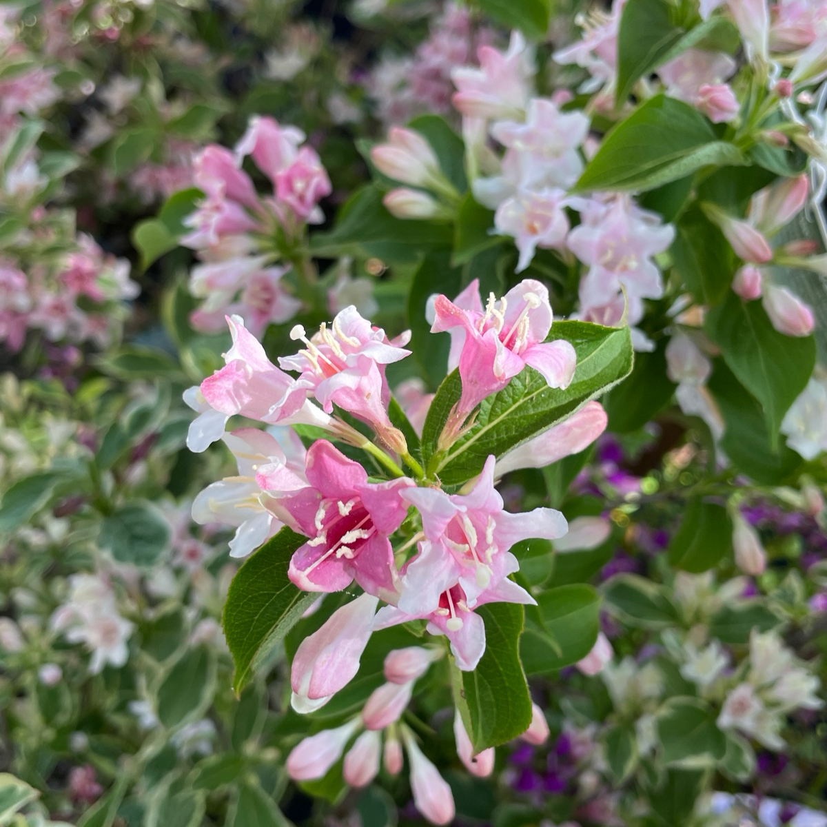Close-up of Variegated Dwarf Weigela pink and white flowers with green leaves in a natural setting
