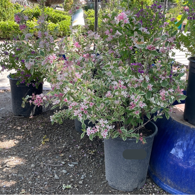Potted Variegated Dwarf Weigela plant with pink and white flowers in a garden setting