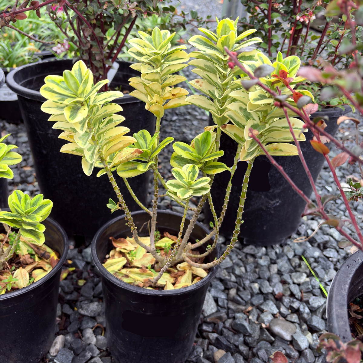 Variegated Hebe