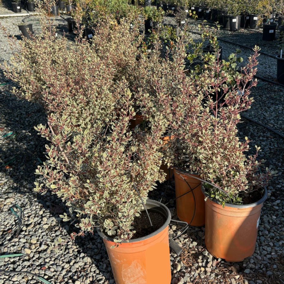 Variegated Italian Buckthorn