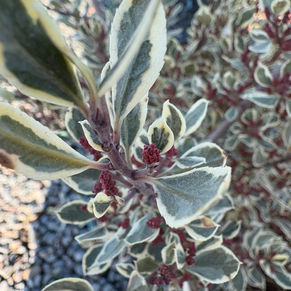 Variegated Italian Buckthorn