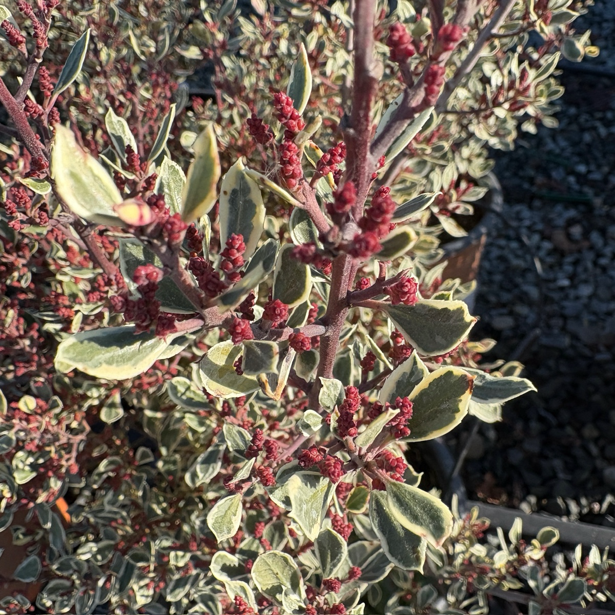 Variegated Italian Buckthorn