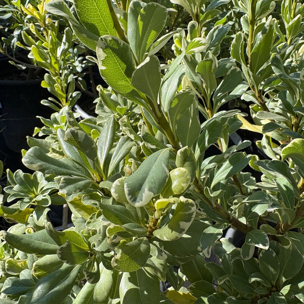 Variegated Japanese Mock Orange