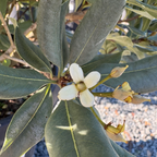 花叶海桐 Variegated Japanese Mock Orange