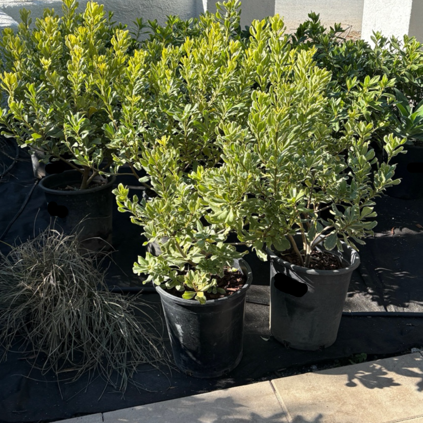 モンポケメリー Variegated Mock Orange | Cream-Edged Evergreen Shrub – Victory Nursery