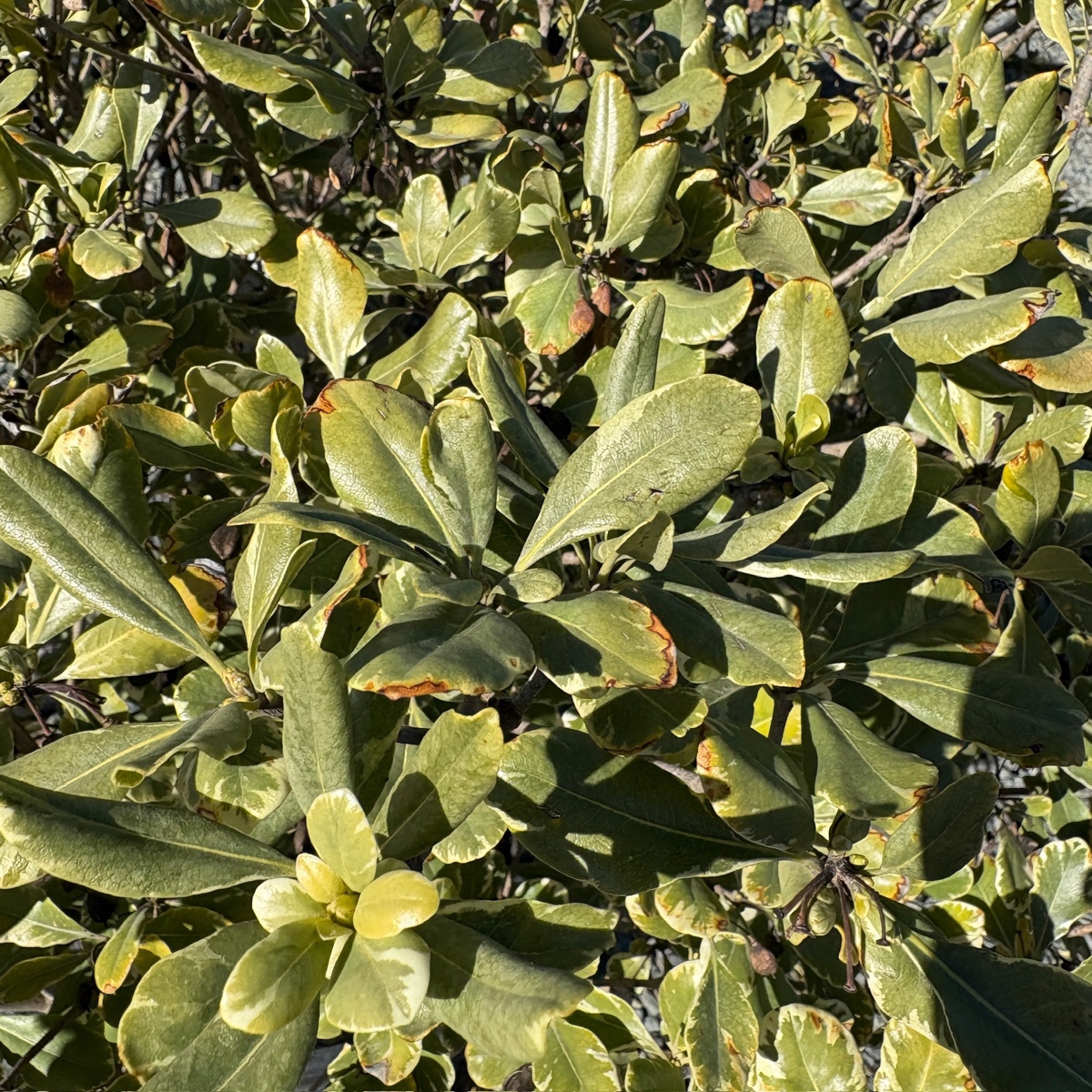 花叶海桐 Variegated Japanese Mock Orange