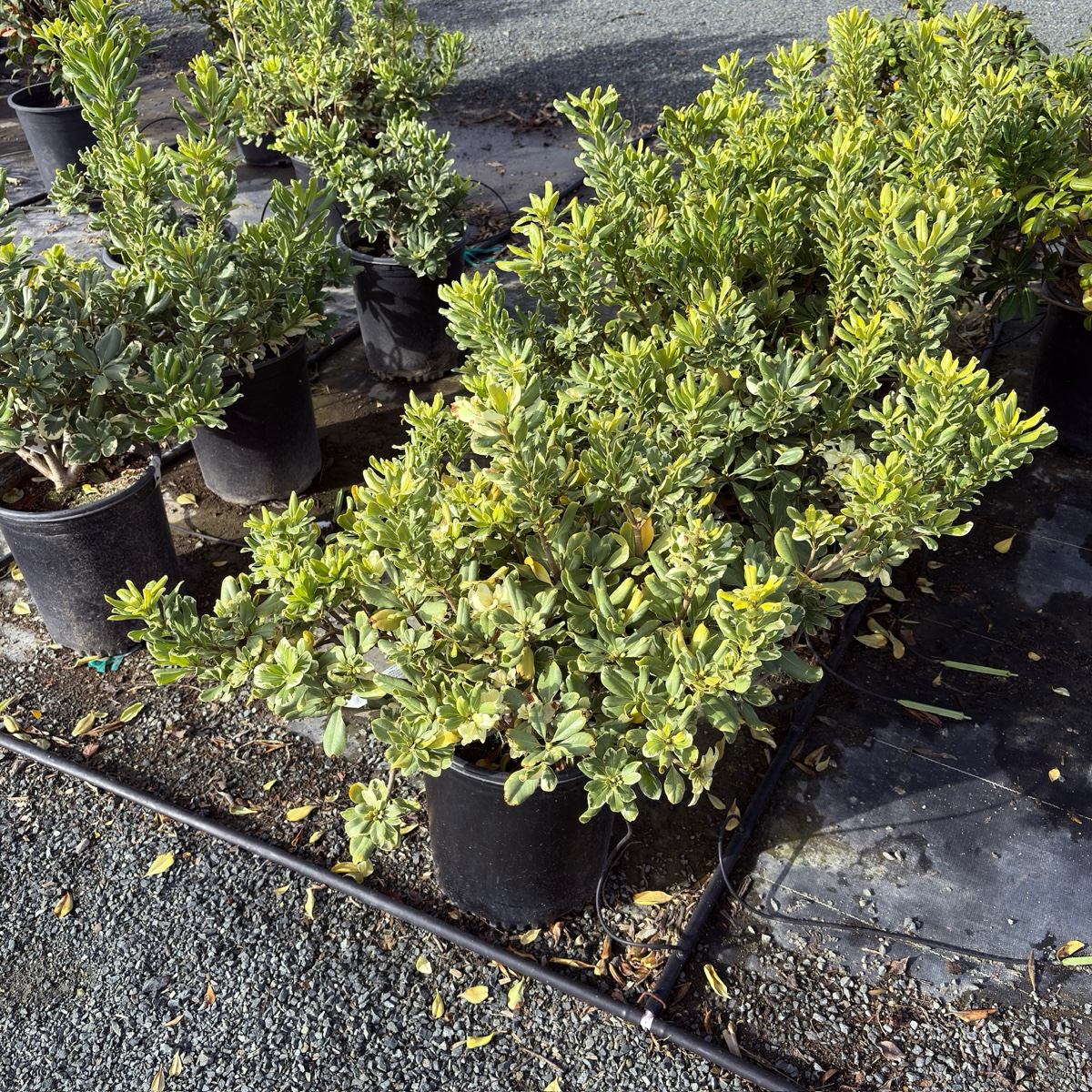 花叶海桐 Variegated Japanese Mock Orange