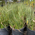 Potted Variegated Japanese Sweet Flag plants with green leaves in black pots on a blurred outdoor background