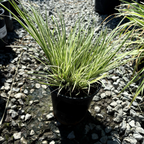 Potted Variegated Japanese Sweet Flag plant with long green leaves on a gravel surface