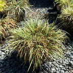 Variegated Japanese Sweet Flag plant on a bed of small stones