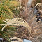 Variegated Maiden GrassClose-up of a Variegated Maiden Grass with blurred grass in the background in the victory nursery