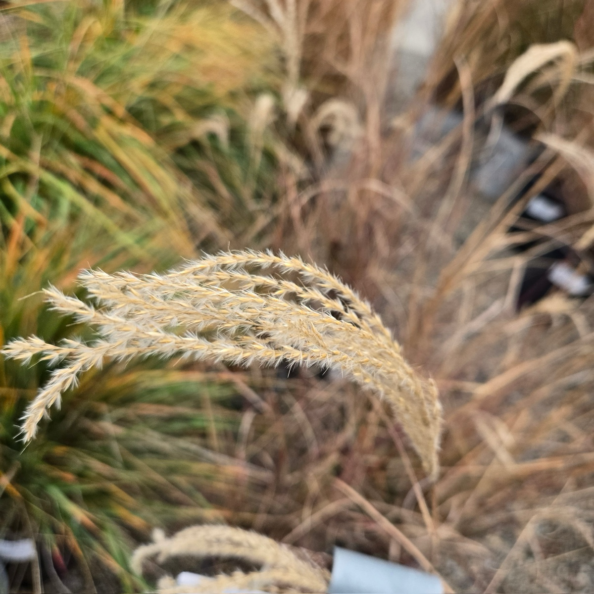 Variegated Maiden GrassClose-up of a Variegated Maiden Grass with blurred grass in the background in the victory nursery
