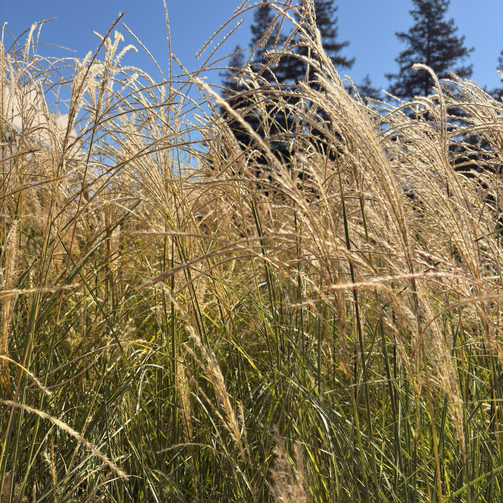 Variegated Maiden GrassTall Variegated Maiden Grass swaying in the wind with trees in the victory nursery
