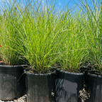 Variegated Maiden GrassPotted Variegated Maiden Grass plants in black pots with a clear blue sky background in the victory nursery