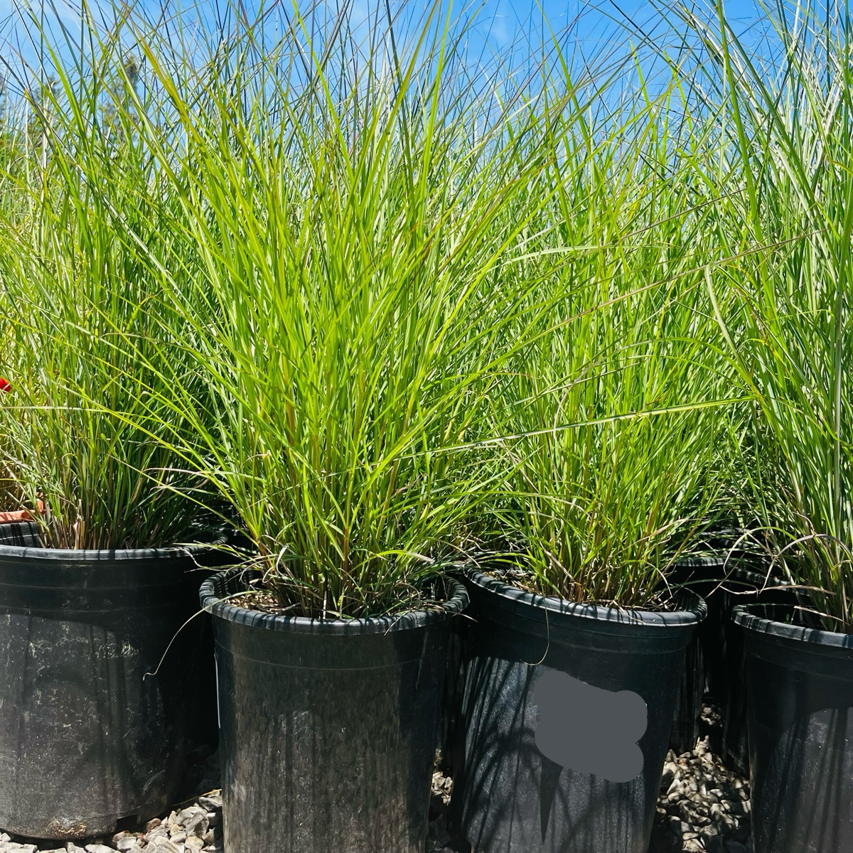 Variegated Maiden GrassPotted Variegated Maiden Grass plants in black pots with a clear blue sky background in the victory nursery
