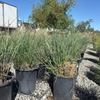 Variegated Maiden Grass