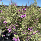 Variegated Mint Bush