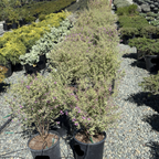 Variegated Mint Bush