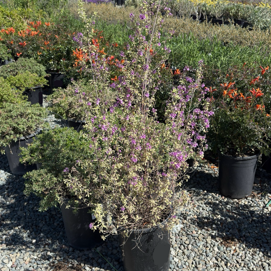 Variegated Mint Bush