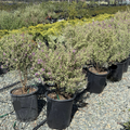 Variegated Mint Bush
