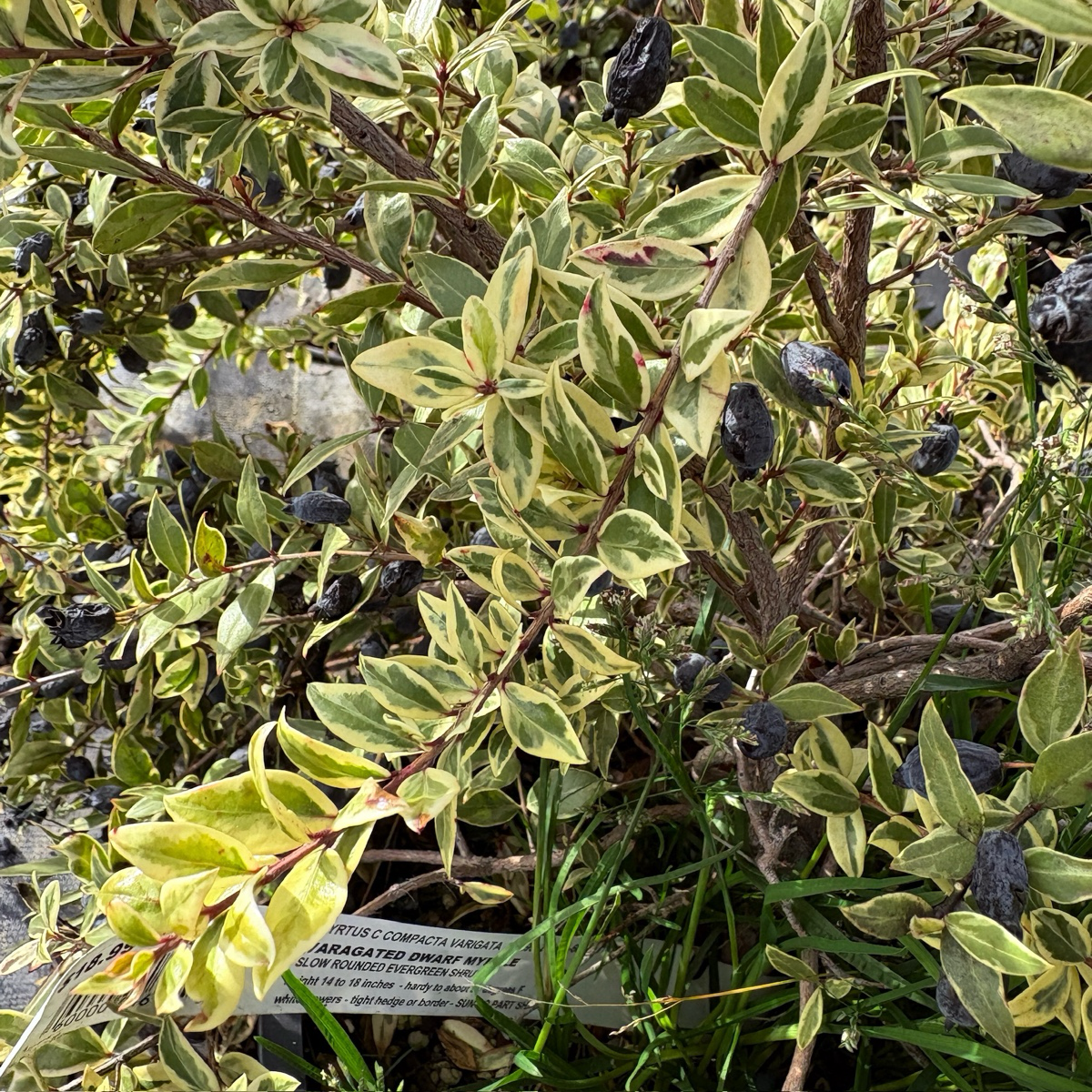 Variegated Myrtle