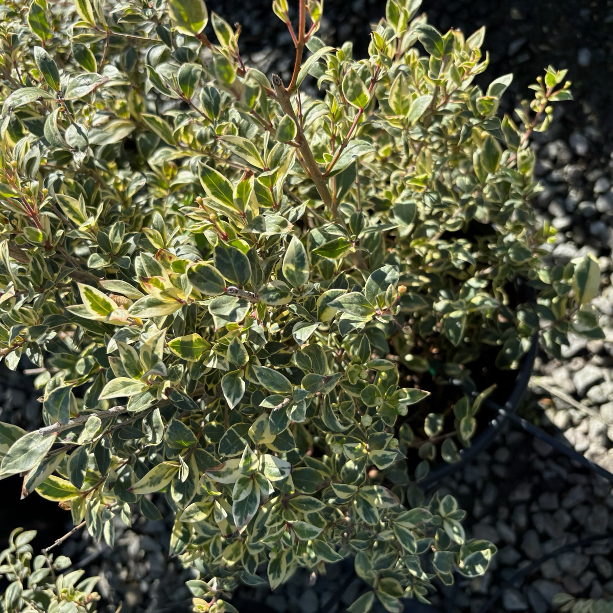 Variegated Myrtle