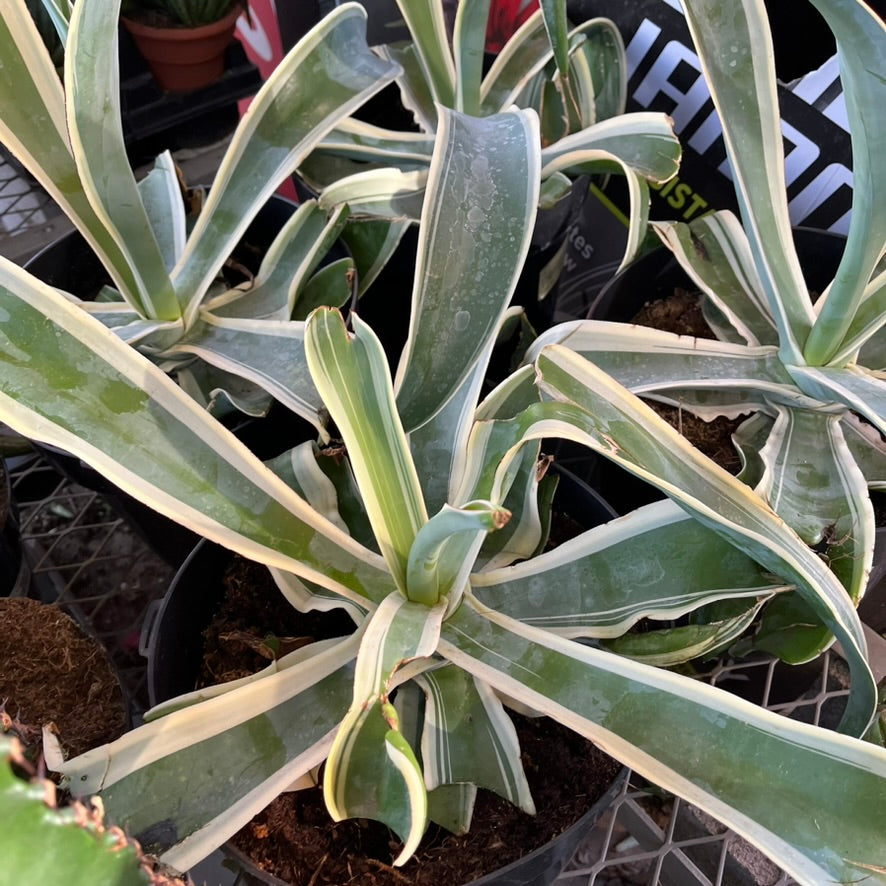 Variegated Octopus Agave