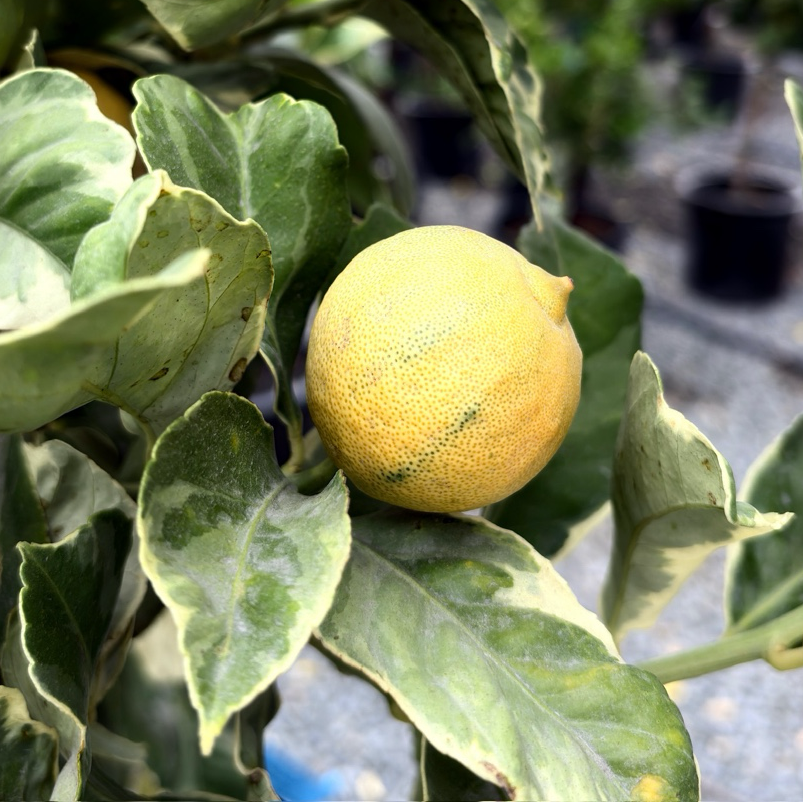 Variegated Pink Eureka